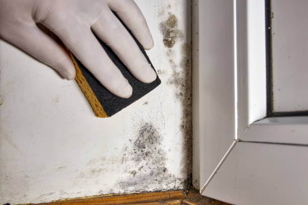 Best Dehumidification Services  in Vamo, FL