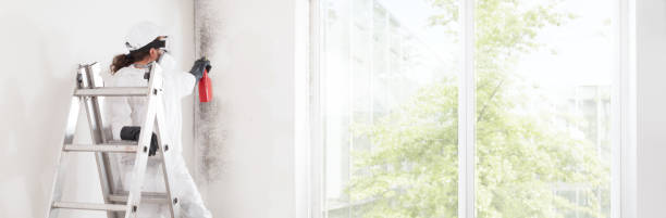 Professional Mold Removal in Vamo, FL